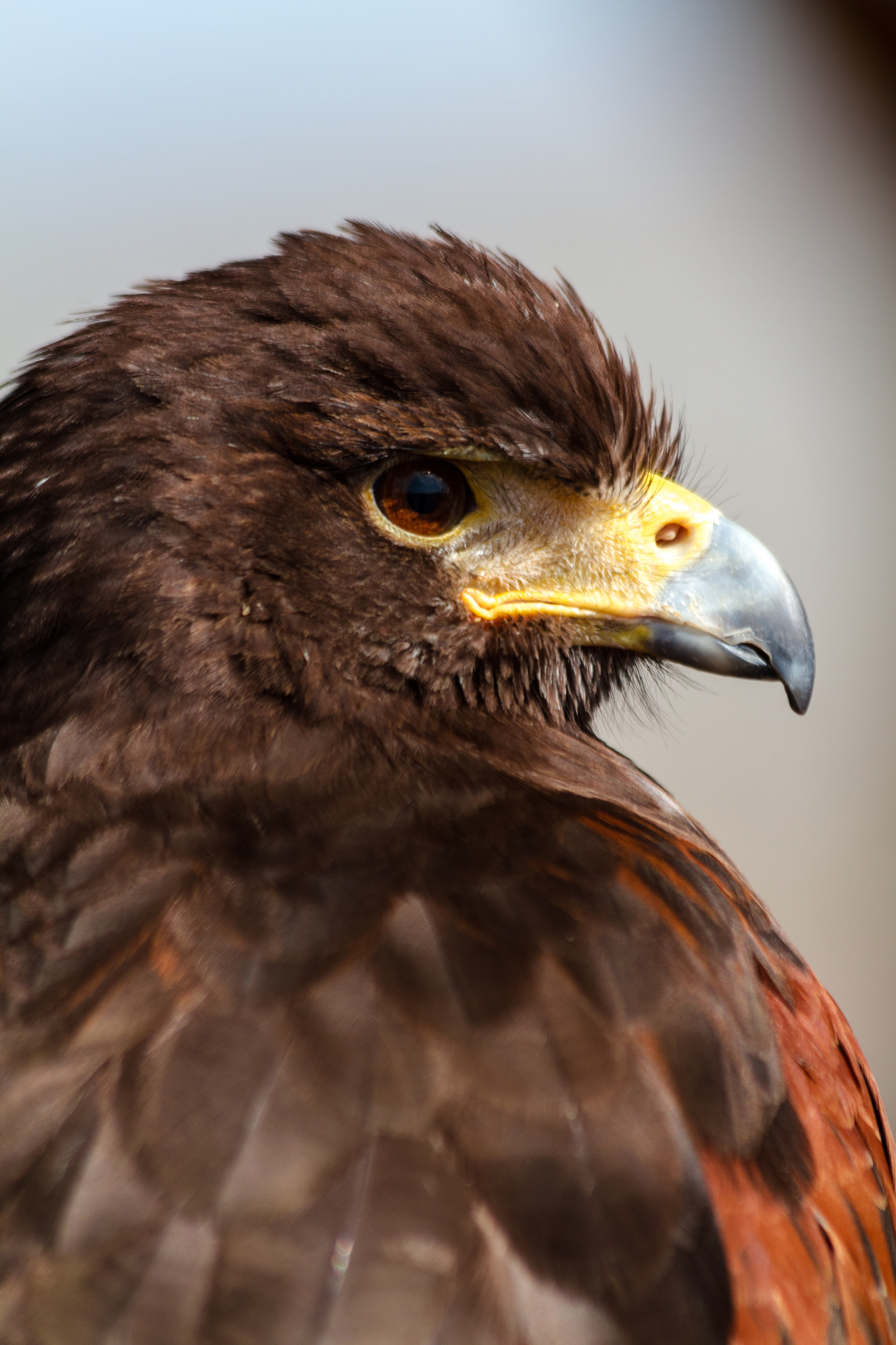 Harris Hawk
